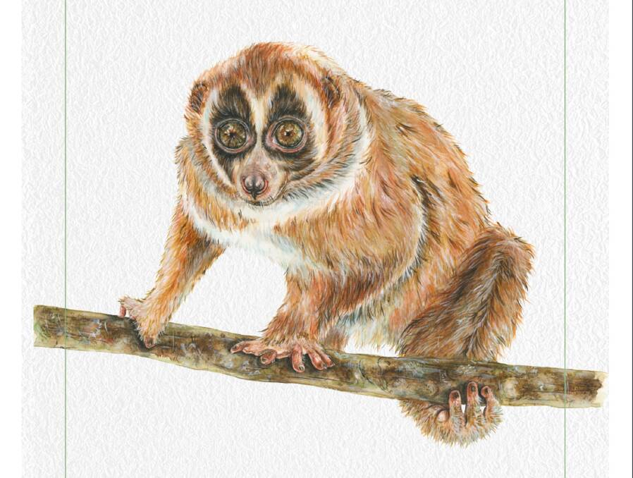 Furry: The greater slow loris features in the book. Illustration: Sami Bayly 