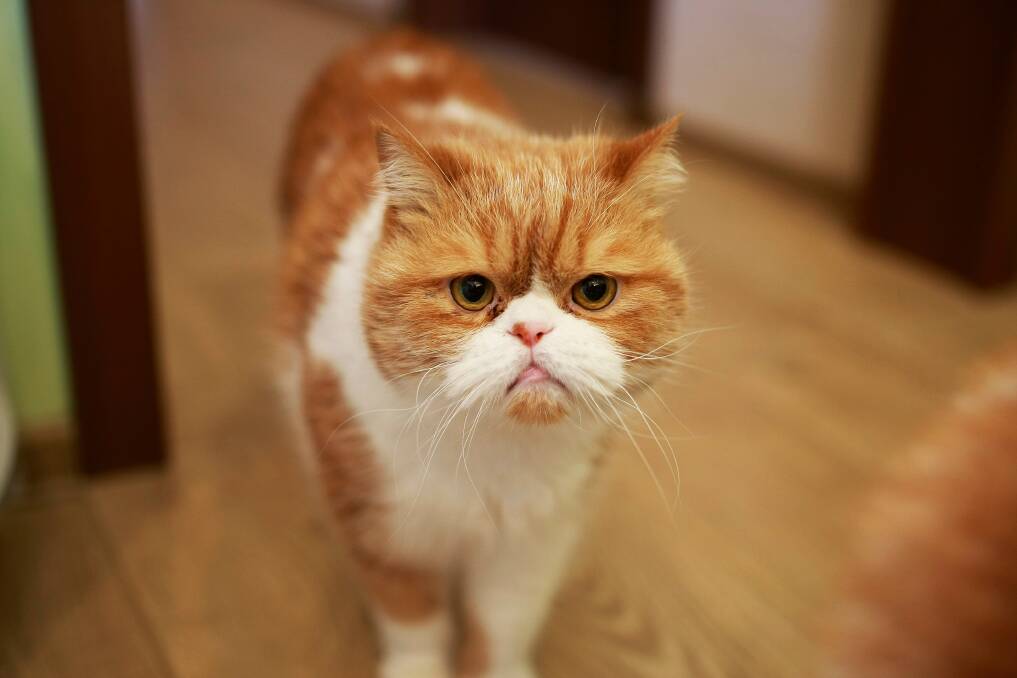 Grumpy cat has no sense of humour. 