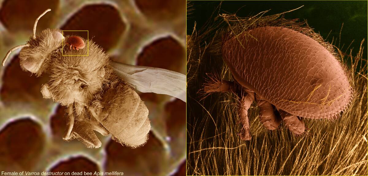 A varroa mite, right, attached to a bee.