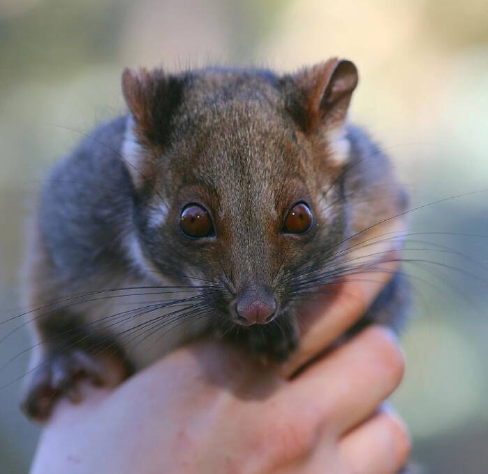 A baby possum at the Australian Reptile Park. 