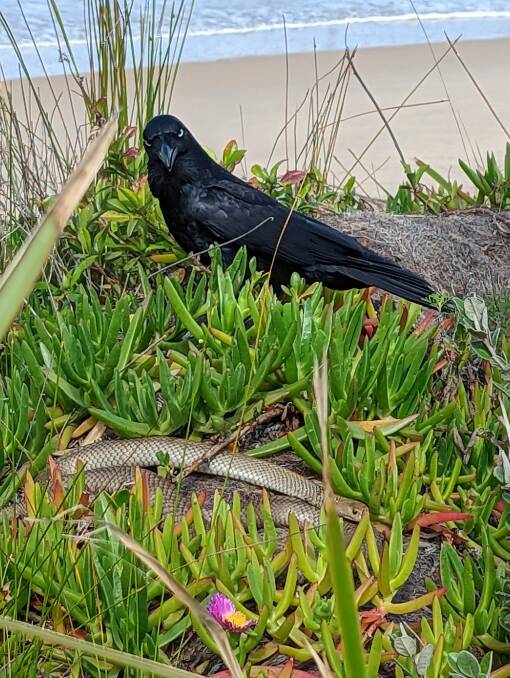 An eastern brown snake and raven in the dunes at Stockton. Picture: Ian Gordon 