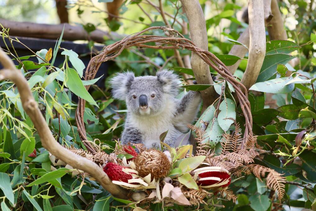 A koala with a Christmas wreath. 