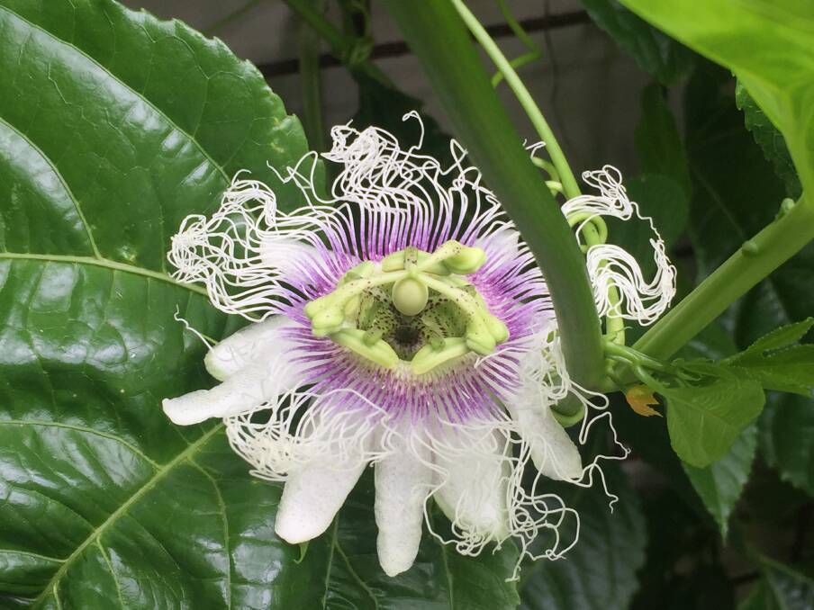 A passionfruit flower, with its tendrils. 