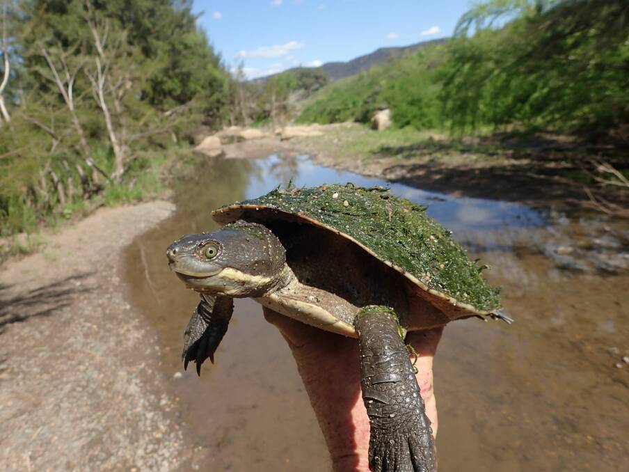 Staying Alive: The Hunter River Short-Necked Turtle in a survey of the Goulburn River. Picture: Phil Spark 