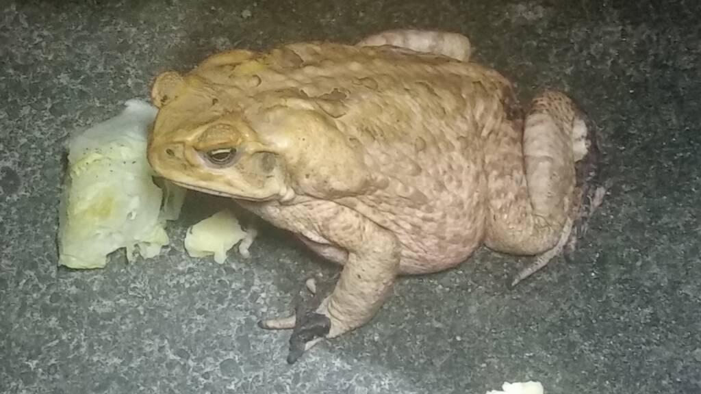 A cane toad at Swansea. 