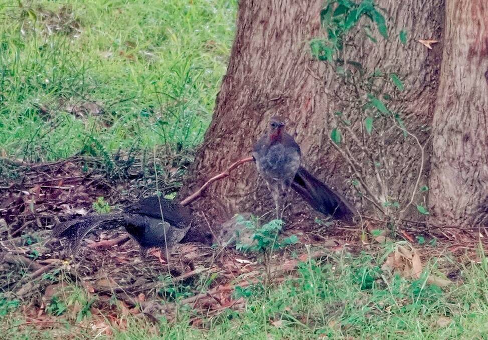 A pair of lyrebirds at Mount View. 