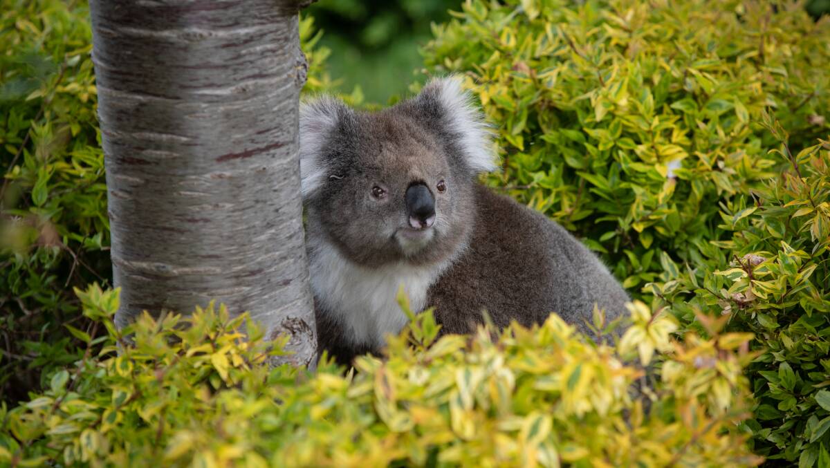 A koala taking refuge in suburban Warrnambool earlier this month. 