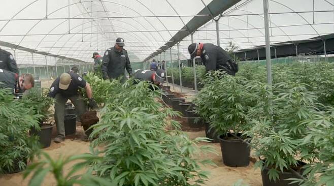ONE WAY: Major police raid on a cannabis plantation.