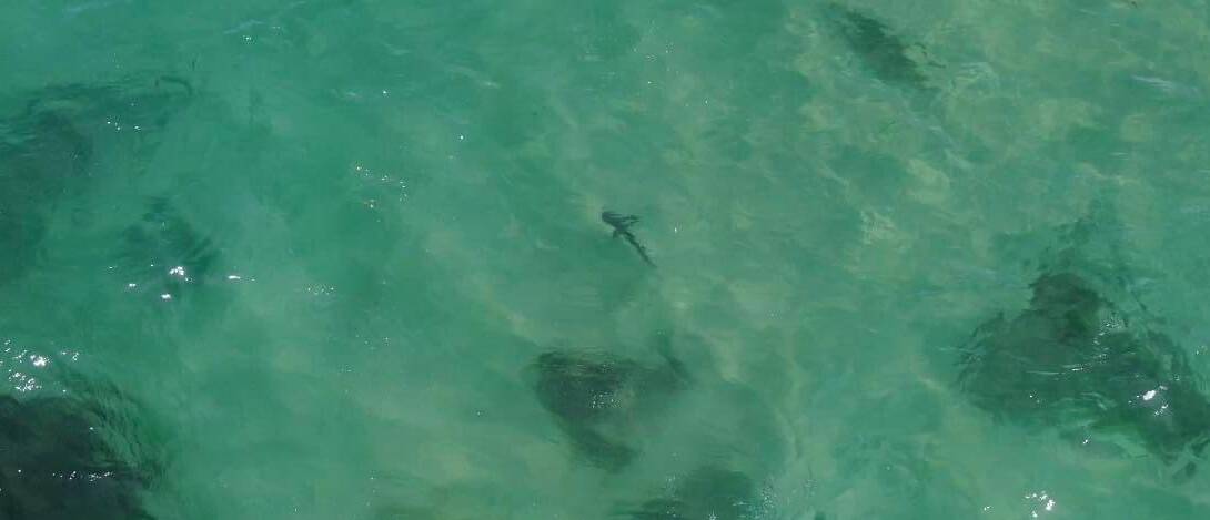 DO NOT BE DECEIVED: The animal in the centre of this image swimming towards the top left corn may look more like a tadpole than an apex predator, but it's a white shark of about two metres swimming over the sand and rocks off Nobbys Reef recently. Drone operators can estimate the size of a shark by a measuring system on the side of their tablets that calibrates the length of an object on film against the height of the camera above the ocean surface.