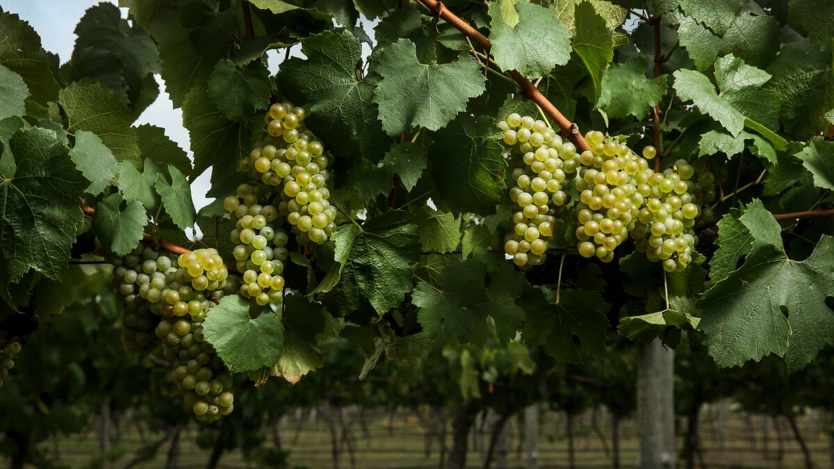 Hunter winemakers latest Australian trade sector hit by Chinese tariffs as trade war hots up