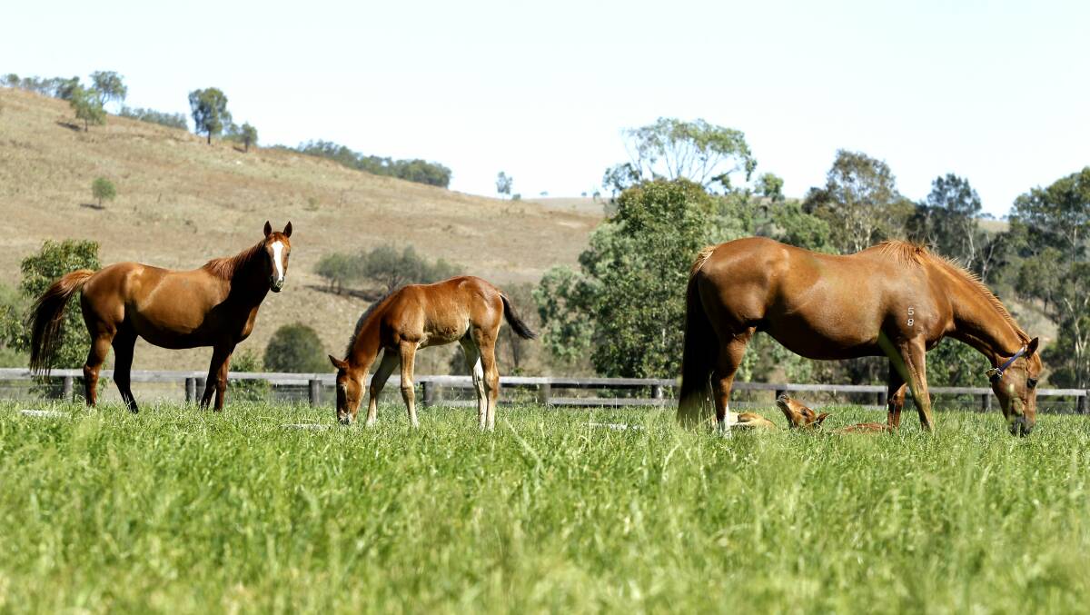 GREEN GRASS: Coolmore stud, across the Golden Highway from the Drayton South exploration area that Malabar Coal wants to secure. Thoroughbred breeders want the government to say no.