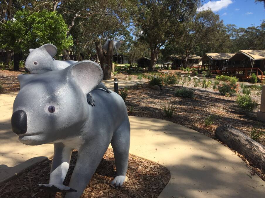 KOALA SANCTUARY: The koala hospital is on the same spread of land at One Mile that includes a koala themed cabin grounds owned by Port Stephens Council. 
