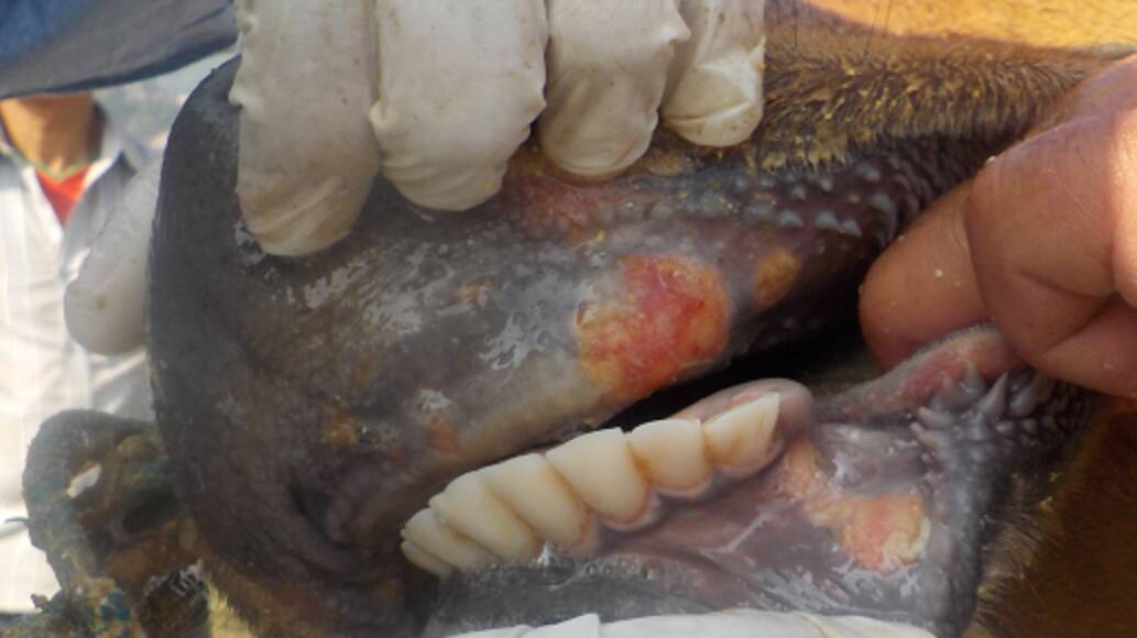 SYMPTOMS: Mouth lesions on cattle gums. Picture: WA government