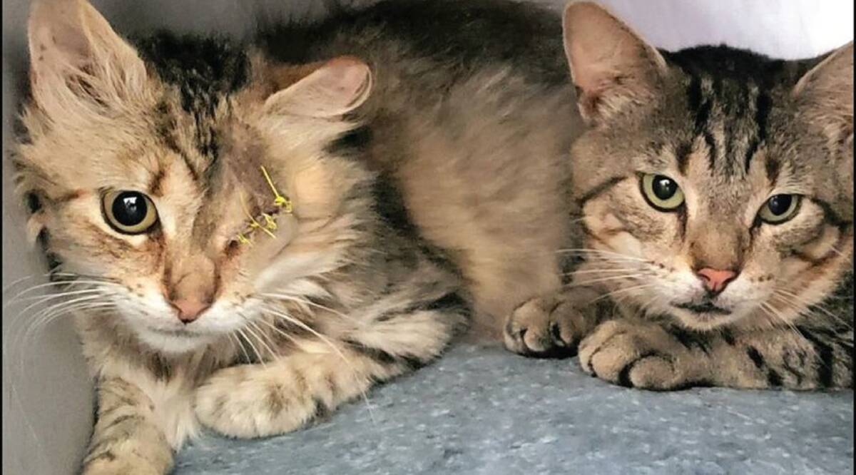 Two of the Stockton cats. 'Rosie', who was allegedly shot during the cull, and Tommy.