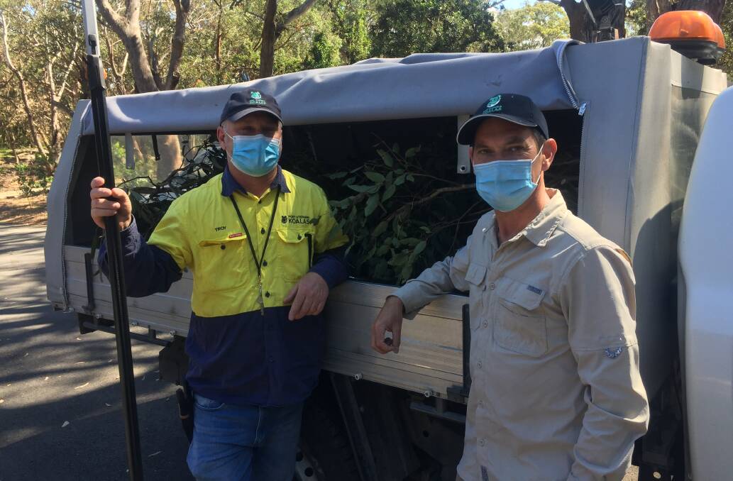 HARD WORK: Troy Parnell, left, and Chris Plain, after leaf-cuitting yesterday. The koalas in the hospital are fed leaves on branches cut from various places, and a plantation, now at the juvenile stage, has been established to boost food supply, which includes some species of melaleuca as well as eucalyptus.