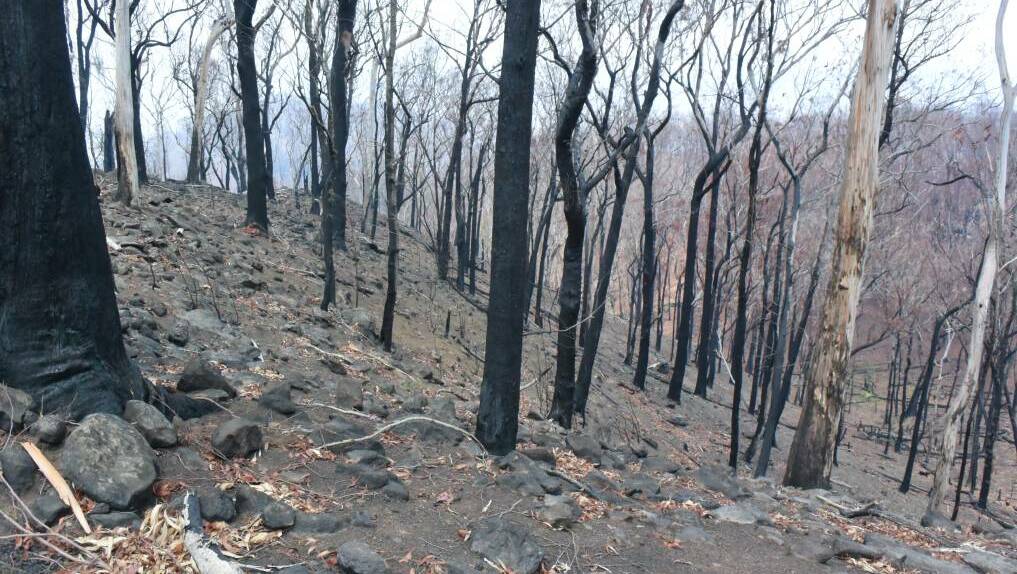  AFTERMATH: The Nymboida fires burnt the ground bare, revealing a stony surface that colonised quickly after the rains arrived. Early weeds gave way to native grasses.