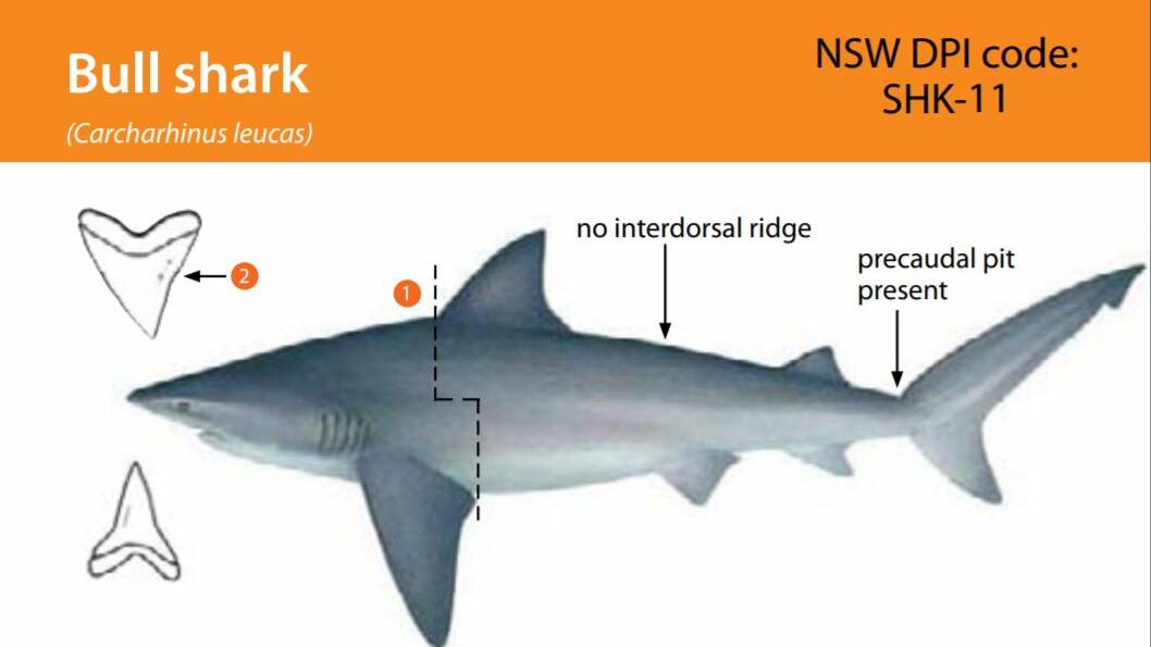 LINEUP: Bull shark from a DPI website booklet of shark species, giving images and detailed descriptions of the finer points of shark anatomy.