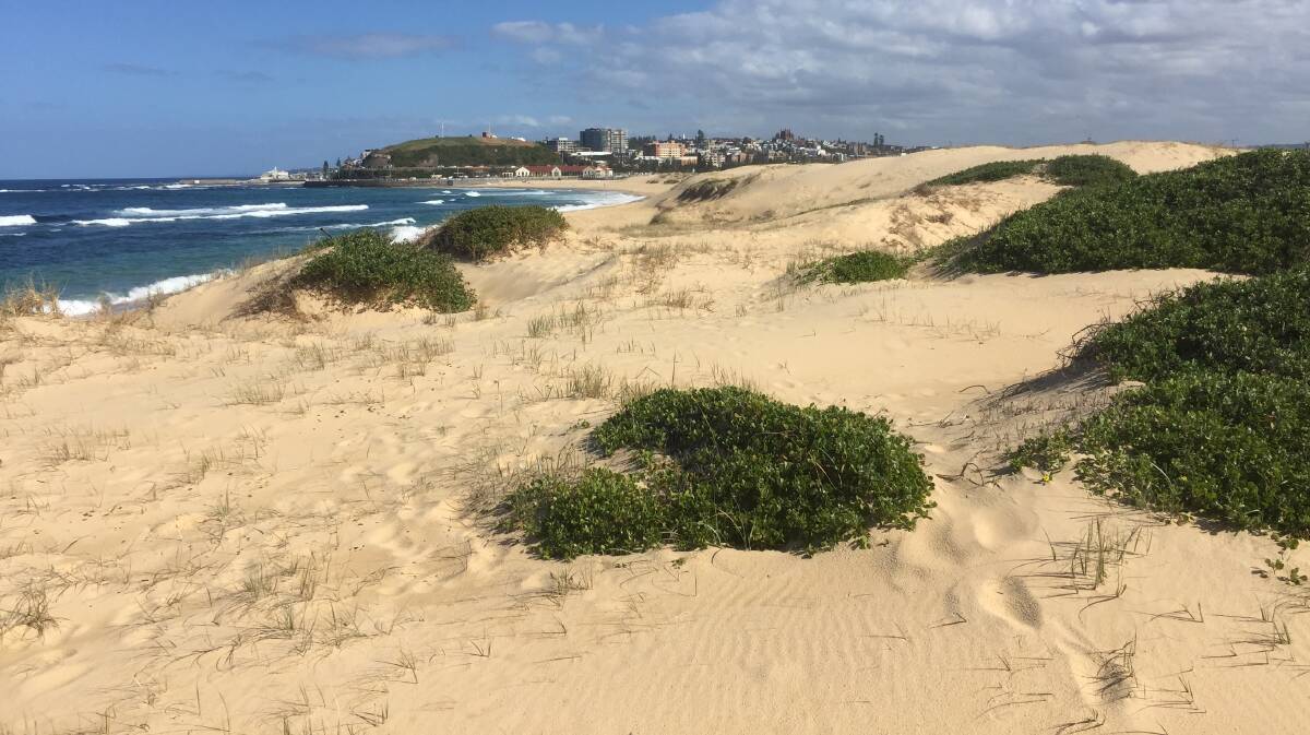 NOBBYS DUNES: It's worth a walk up here, as I did to take these pictures in August last year, to get a feel for the sheer amount of sand that has built up under the lee of Nobbys headland. Picture: Ian Kirkwood