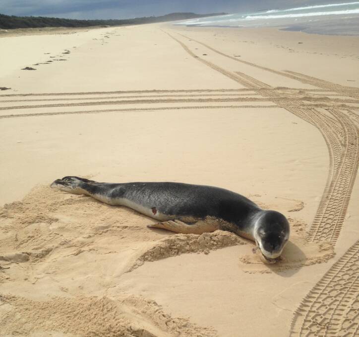 Seal bit off more than it could chew on Nine Mile Beach