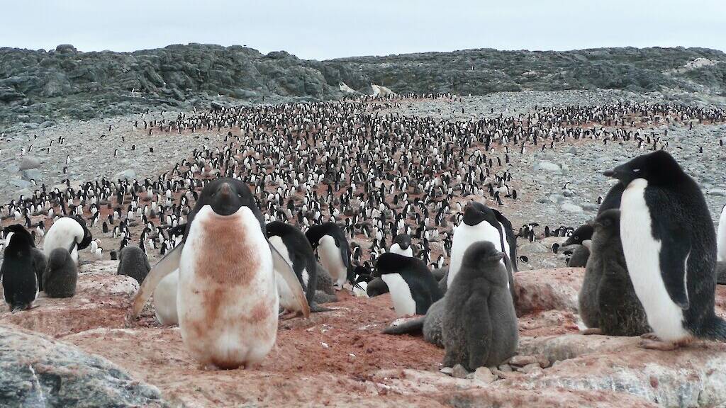 Adélie penguin populations have increased by 69 per cent in East Antarctica over the past 30 years. Photo: Louise Emmerson