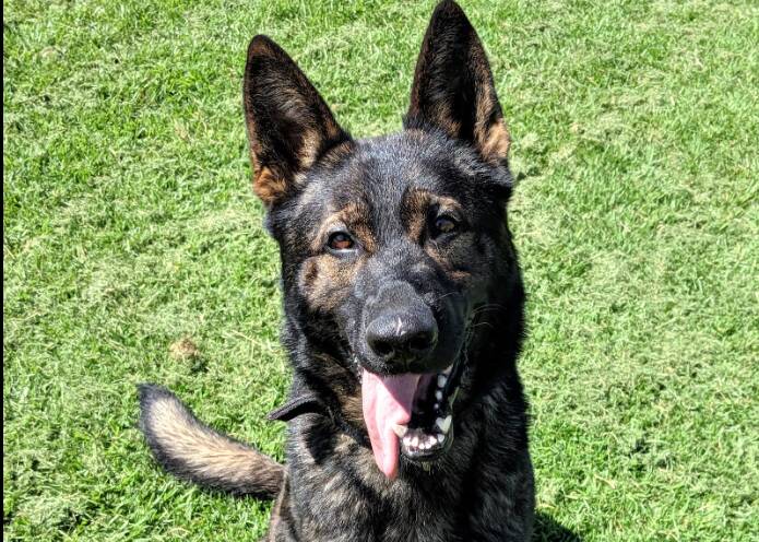 Police dog Xtra and his handler found the remaining three youths hiding under a house nearby. Picture by NSW Police