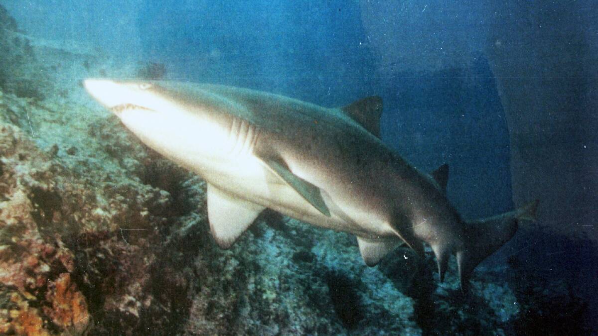 An example of a grey nurse shark. A shark has been injured by a spear fisherman off the Port Stephens coastline. Picture: The Canberra Times