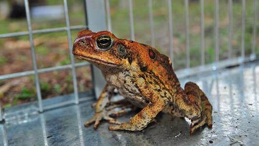 PEST: If you see a toad be sure to report it.