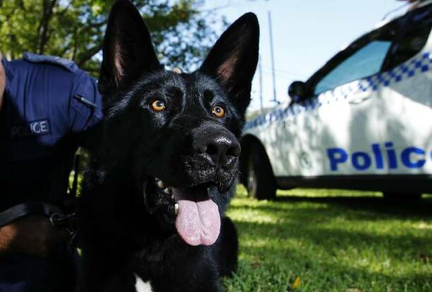 Police dog Ulrich and his handler commenced a track locating the male driver attempting to hide in the front yard of a premises in Prospero Street.