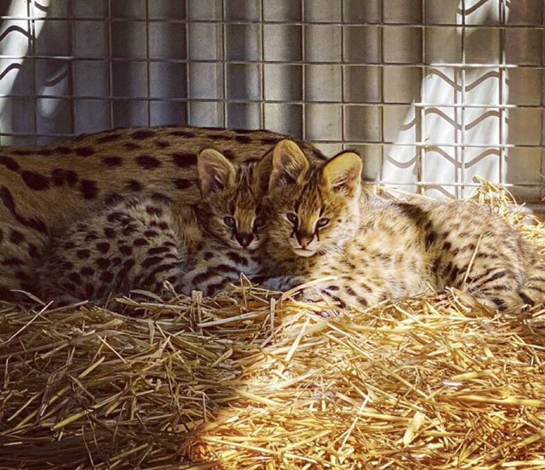 SIBLINGS: The baby serval cats called Meiko and Zuri are playful and can already jump two metres high.