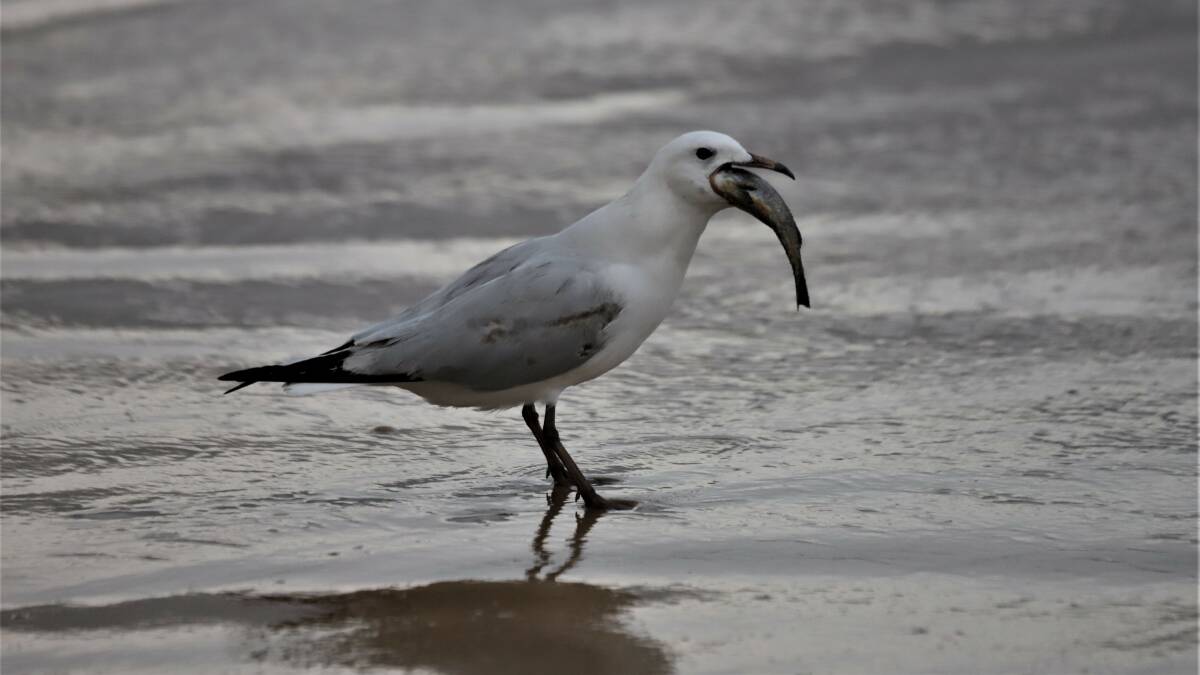 SNAPPED: A wet day at the beach for this seagull. Picture: Dave Anderson