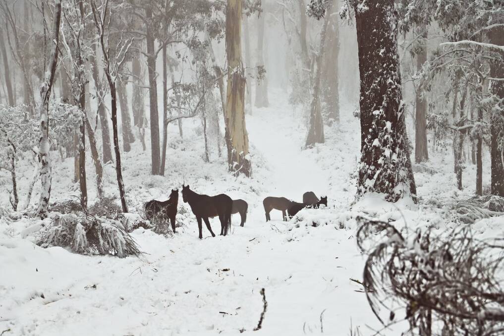 BARRINGTON: The animals are enjoying their winter wonderland. Picture: Kristina Davidson 