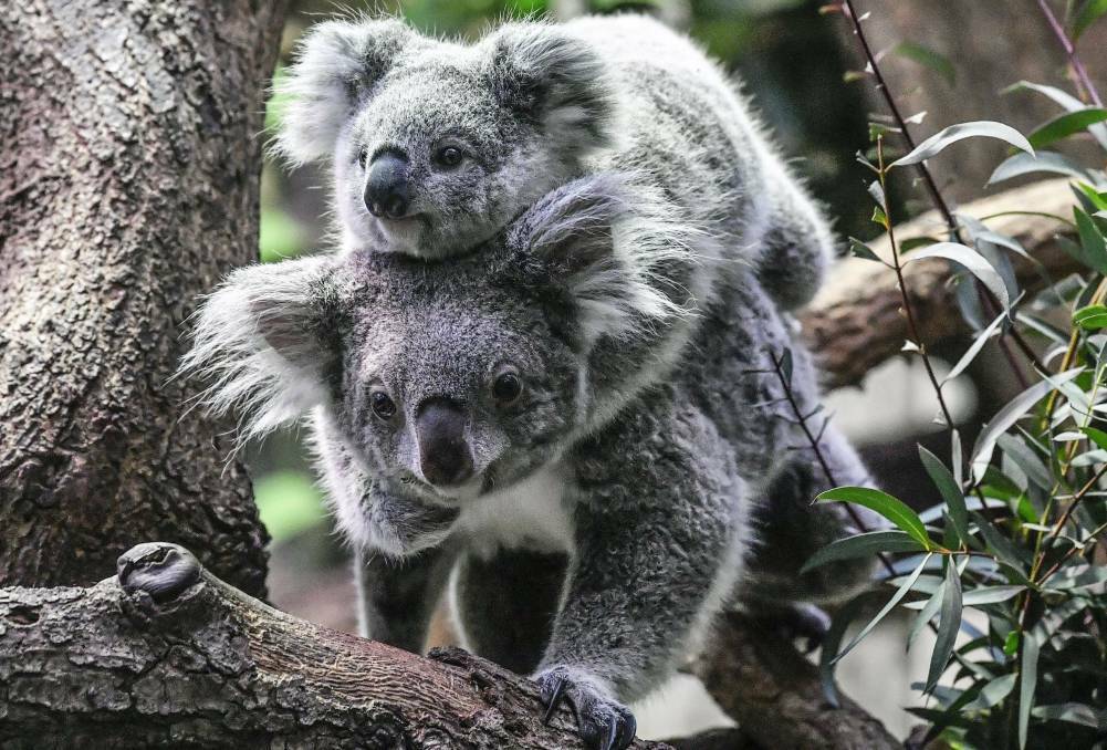 Brandy Hill Quarry expansion decision delayed, buying time for koala action group