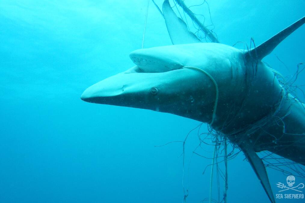 No chance: A dead dusky whaler shark entangled in nets off Seven Mile Beach in Lennox Head. Photo: Sea Shepherd.
