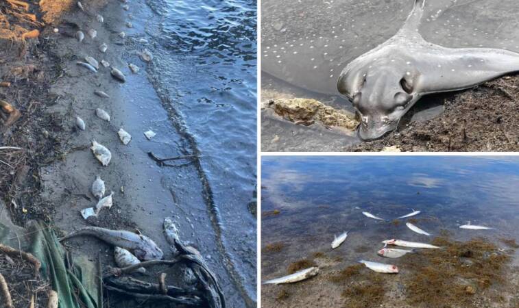 Images from the fish kills at Mannering Park in south Lake Macquarie. Pictures by Darran Budden