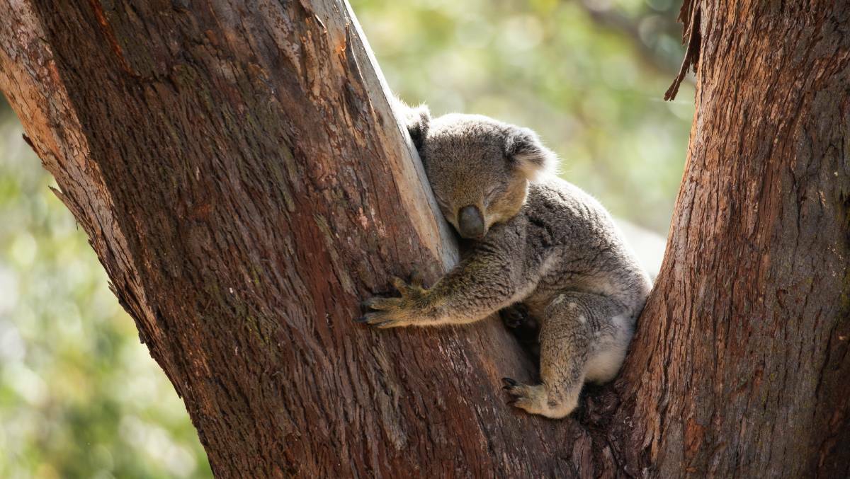 ICON: One of the koalas pictured snoozing in an enclosure at the Port Stephens Koala Sanctuary. Pictures: Marina Neil