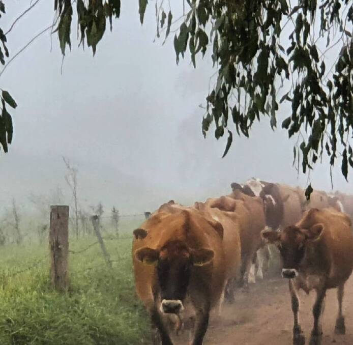 SPOTTED: A foggy morning on the farm out at Vacy. Picture: David Williams