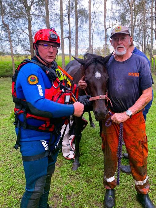 Three-hour rescue to save Dippy the horse