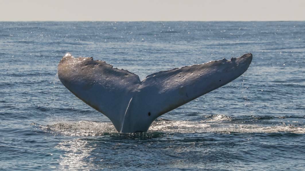 TAIL WAVE: Migaloo in Port Macquarie. Photo: Jodie Lowe's Marine Animal Photography.