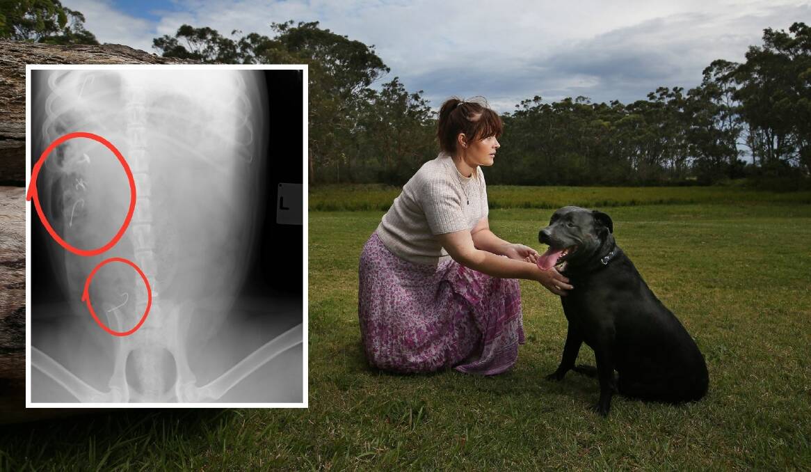 Jessica Munro with family dog, Theo. Inset, the hooks found inside his body. Picture by Simone De Peak 