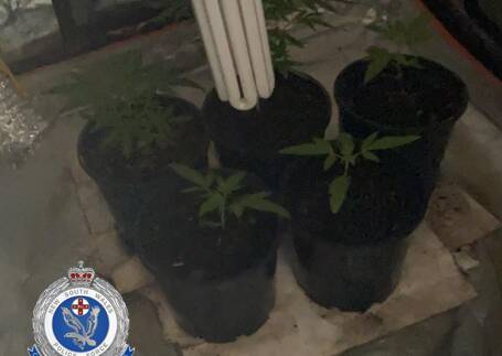 FOUND: Police seized 22 cannabis plants. Picture: NSW Police