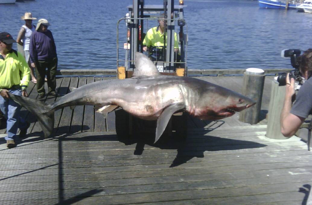 Trapped: A great white shark that drowned in shark nets off Bar Beach is brought to the Newcastle Commercial Fishermans Co-op at Wickham. 