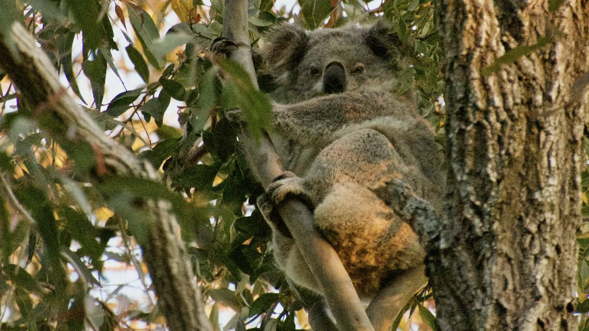 AT HOME: A female koala sighted during an independent account of the koala population and habitat near Brandy Hill Quarry. Picture: supplied