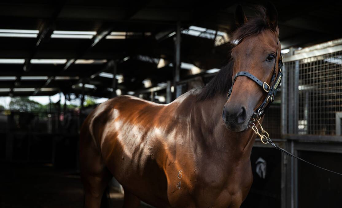 FAVOURITE: All Star Mile winner Mugatoo at Broadmeadow this week ahead of the Doncaster Mile at Randwick on Saturday. The six-year-old gelding has won seven of 12 starts since arriving in Australia in 2019. Picture: Marina Neil 