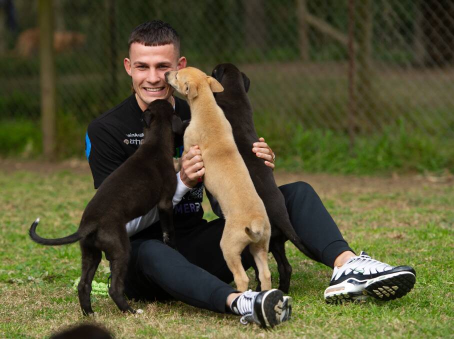 HANDS FULL: Australian lightweight boxing champion and Greyhound Racing NSW ambassador Harry Garside gets to know a litter of pups at Kearsley on Tuesday. 
