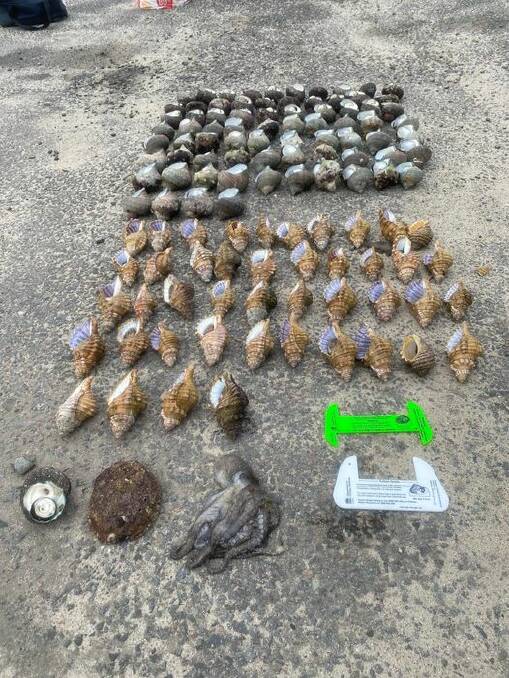The illegal haul. Picture: NSW DPI Fisheries