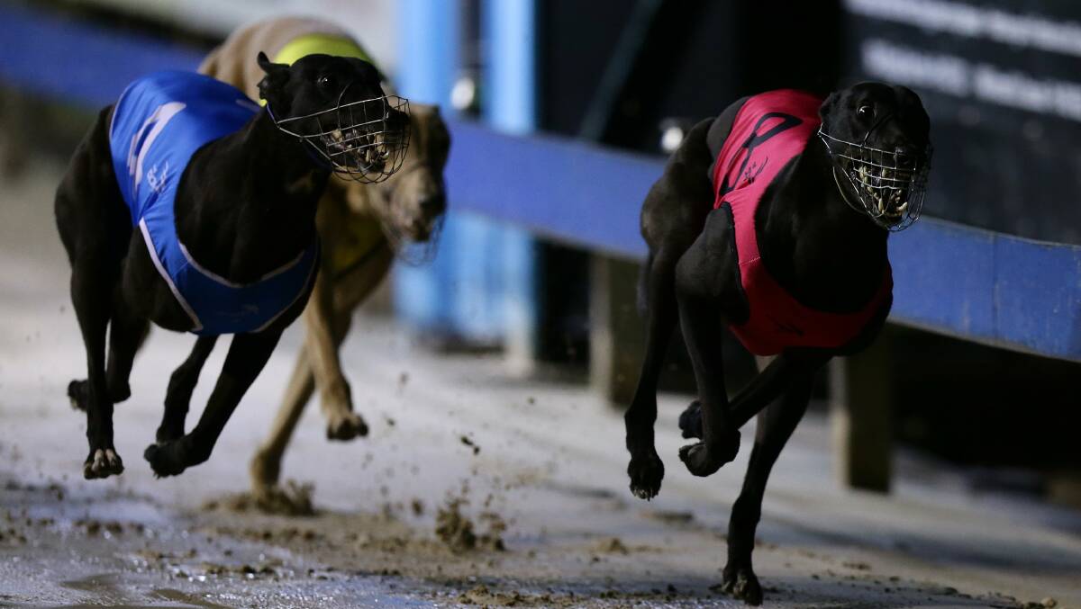 Greyhound racing: Princess Zesta reigns again at The Gardens