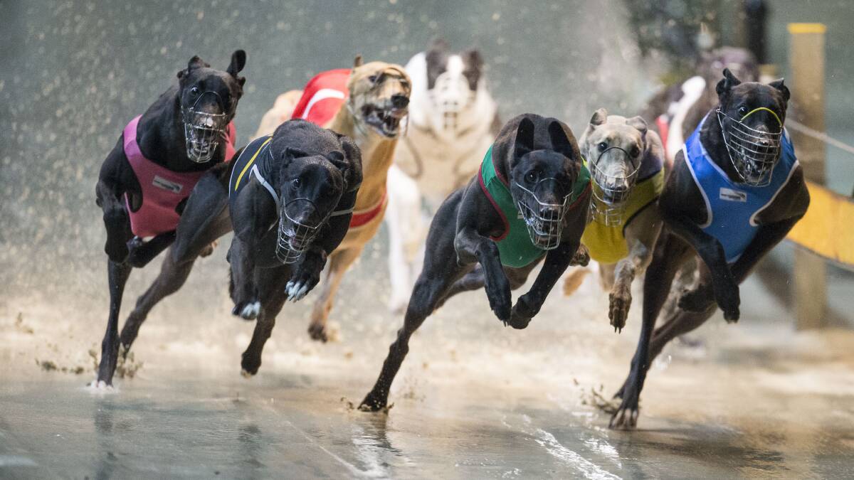 Maitland greyhounds: Tony Mason trio face major hurdles