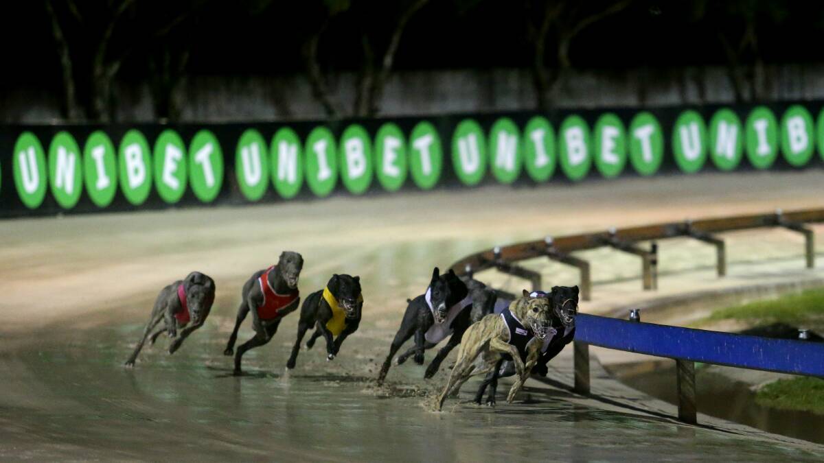 Greyhound racing: Mottza claims Maitland Cup boilover