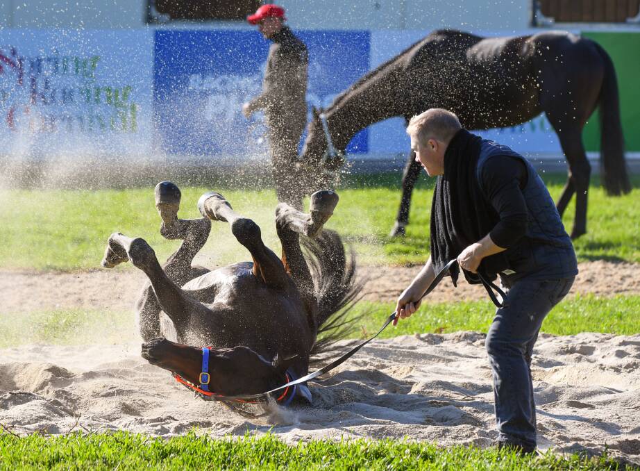 PRIMED: Lees Racing travelling foreman Cameren Swan holds the reins as Mustajeer enjoys a roll in the sand after a trackwork session at Werribee Racecourse last month. Picture: AAP Image/Vince Caligiuri 