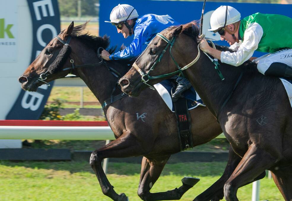 FIGHTER: The Todd Howlett-trained Two Big Fari, left, holds out the fast-finishing Bobbing in the wildcard Country Championship qualifier at Muswellbrook. Picture: Muswellbrook Race Club
